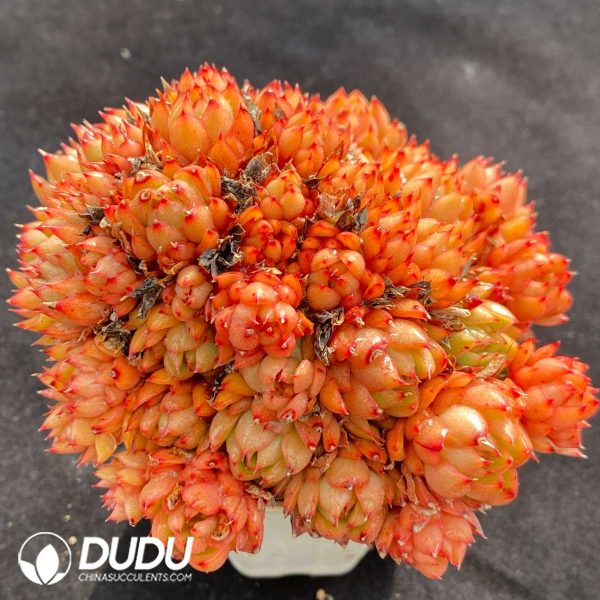 Echeveria Red Wine Peach Clustering - Image 2