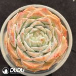 Echeveria Pure Love