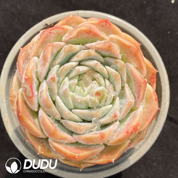 Echeveria Pure Love - Image 1
