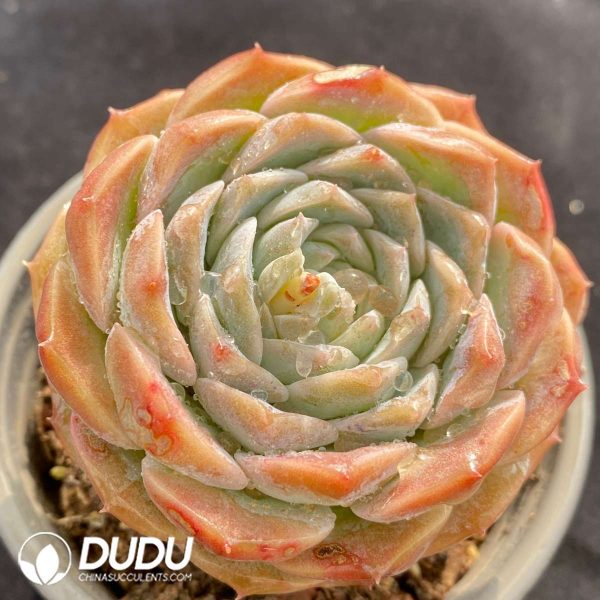 Echeveria Pure Love - Image 2