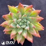 Pachyphytum Dark Fringe Monster