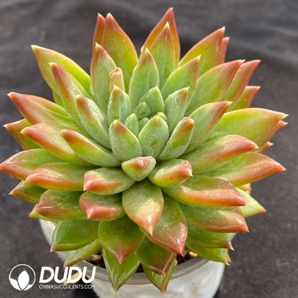 Pachyphytum Dark Fringe Monster - Image 2