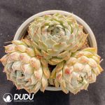 Echeveria Pandora Clustering