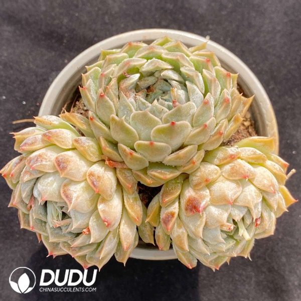 09485D90201.jpg Echeveria Pandora Clustering - Image 1