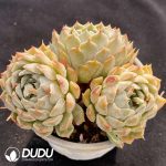 Echeveria Pandora Clustering - Image 2