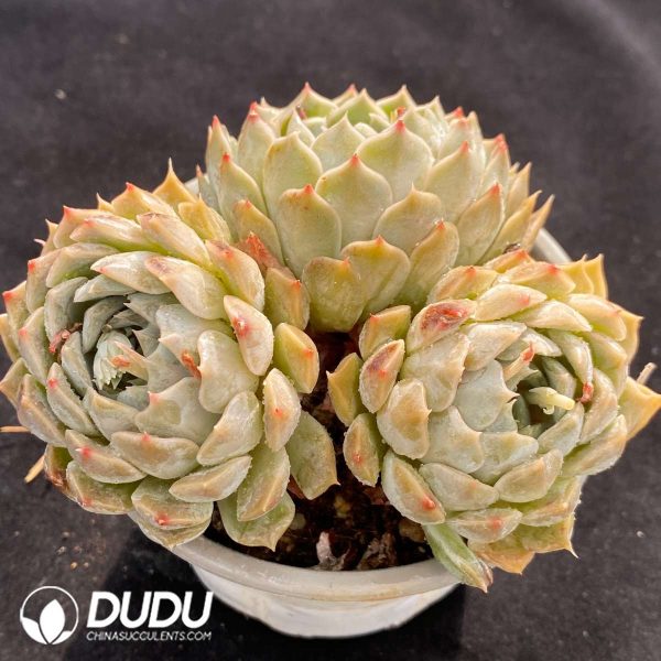 Echeveria Pandora Clustering - Image 2