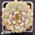 Echeveria Grape