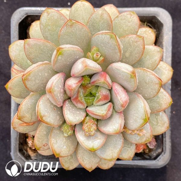 09486D90201.jpg Echeveria Grape - Image 1