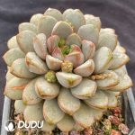 Echeveria Grape - Image 2