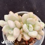 Echeveria Bill Gates Double Heads