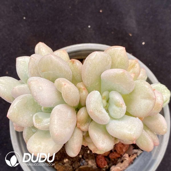 Echeveria Bill Gates Double Heads - Image 1