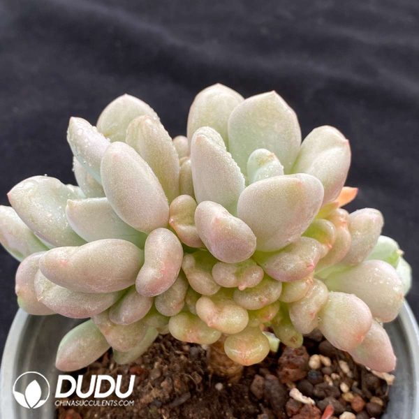 Echeveria Bill Gates Double Heads - Image 2