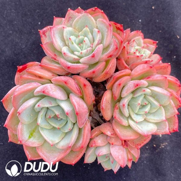 Echeveria Salmon Clustering - Image 1