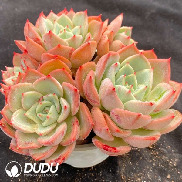 Echeveria Salmon Clustering - Image 2