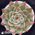 Echeveria Toscanelli