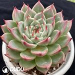 Echeveria Toscanelli - Image 2