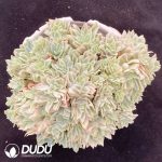 Echeveria Rose Queen Variegated Clustering