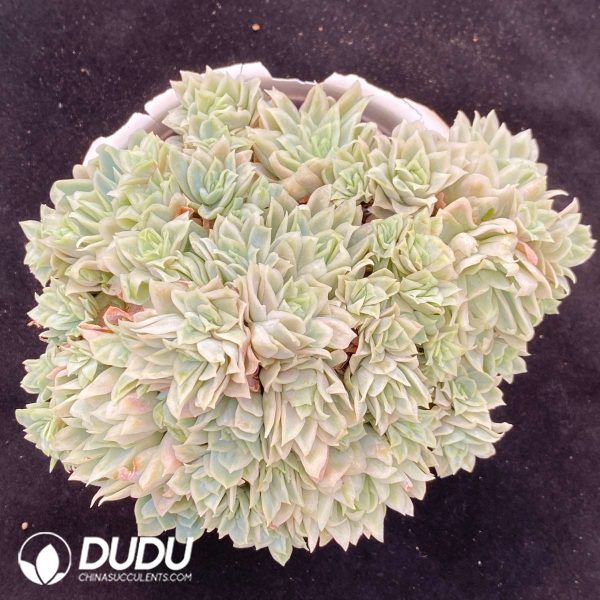 Echeveria Rose Queen Variegated Clustering - Image 1
