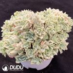 Echeveria Rose Queen Variegated Clustering - Image 2