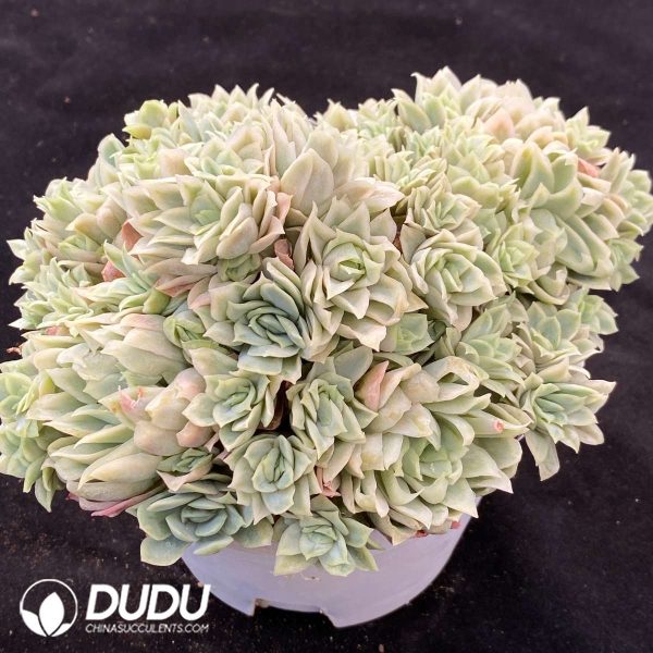 Echeveria Rose Queen Variegated Clustering - Image 2