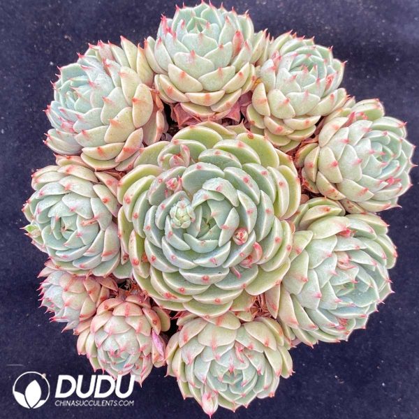 09491D160201.jpg Echeveria Benbe Clustering - Image 1