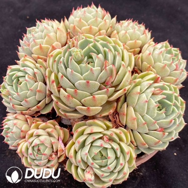 Echeveria Benbe Clustering - Image 2