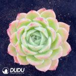 Echeveria Baby Green