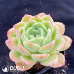Echeveria Baby Green - Image 2
