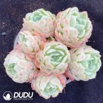 Echeveria Berry Clustering