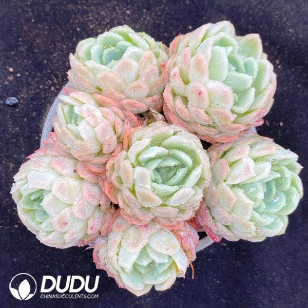 09493D90201.jpg Echeveria Berry Clustering - Image 1