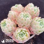Echeveria Berry Clustering - Image 2