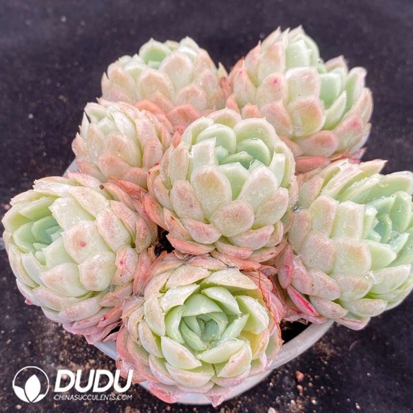 Echeveria Berry Clustering - Image 2