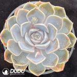 Echeveria Hamburger