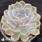 Echeveria Hamburger - Image 2