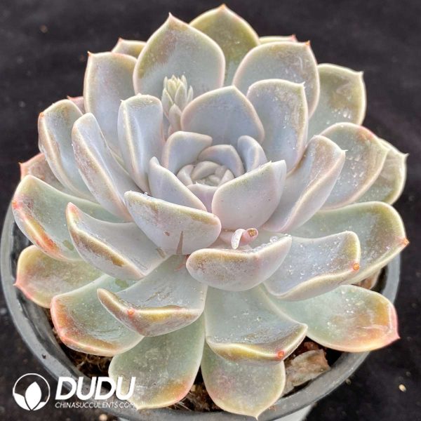 Echeveria Hamburger - Image 2