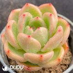 Echeveria Charming Jenny - Image 2
