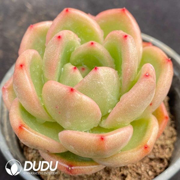 Echeveria Charming Jenny - Image 2