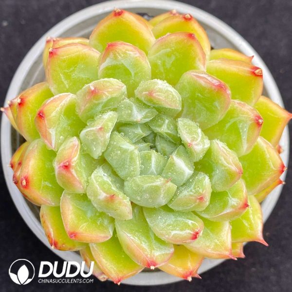 09496D90201.jpg Echeveria Iceberg - Image 1