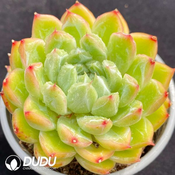 Echeveria Iceberg - Image 2