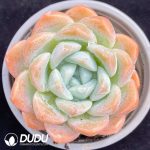 Echeveria Ice Jade