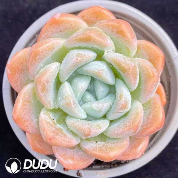 09497D90201.jpg Echeveria Ice Jade - Image 1