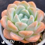 Echeveria Ice Jade - Image 2