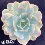 Echeveria Luella Variegated