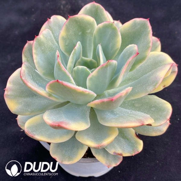 Echeveria Luella Variegated - Image 2