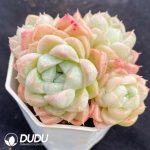 Echeveria Malgan Clustering - Image 2