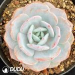 Echeveria Milk Tea