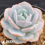Echeveria Milk Tea - Image 2