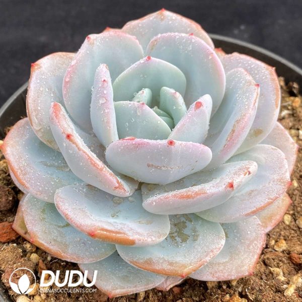 Echeveria Milk Tea - Image 2