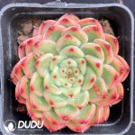 Echeveria Star Jenny