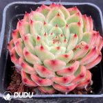 Echeveria Star Jenny - Image 2